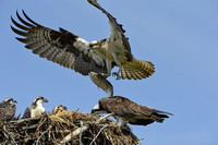 South Cape Beach Ospreys and other birds 2022